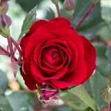 Dunkelrot - beetrose floribundarose - rose ohne duft - Rosa Red Spot® - rosen online kaufen
