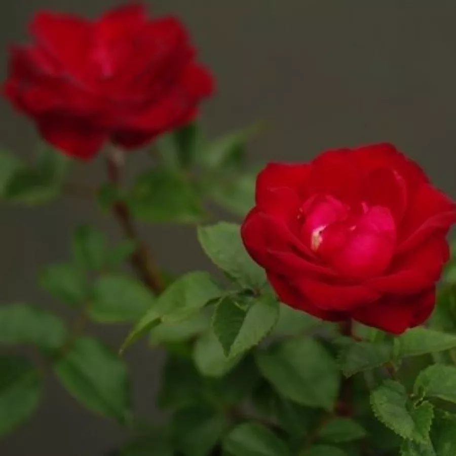 Ruža floribunda za gredice - Ruža - Red Spot® - naručivanje i isporuka ruža