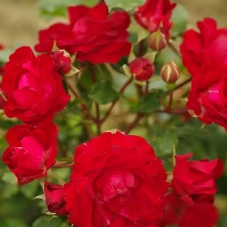 šaličast - Ruža - Red Spot® - sadnice ruža - proizvodnja i prodaja sadnica