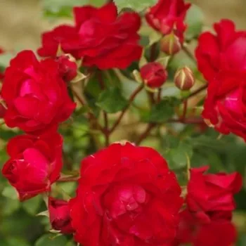 Rosa Red Spot® - rdeča - vrtnica floribunda za cvetlično gredo