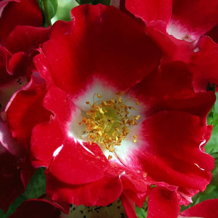 Rose Barni - Roza - Red Spot® - vrtnice online