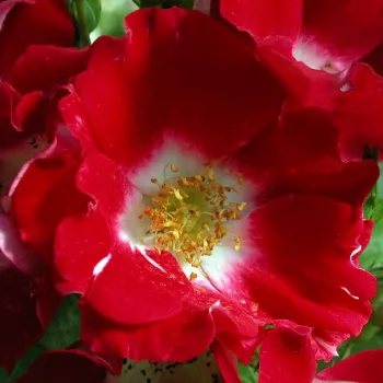 Spletna trgovina vrtnic - vrtnica floribunda za cvetlično gredo - vrtnica brez vonja - Red Spot® - rdeča - (40-60 cm)