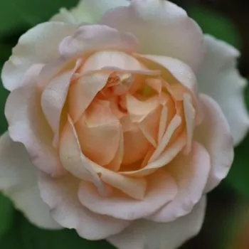 Online rózsa vásárlás - rózsaszín - virágágyi floribunda rózsa - Sans Souci® - közepesen illatos rózsa - méz aromájú - (70-90 cm)
