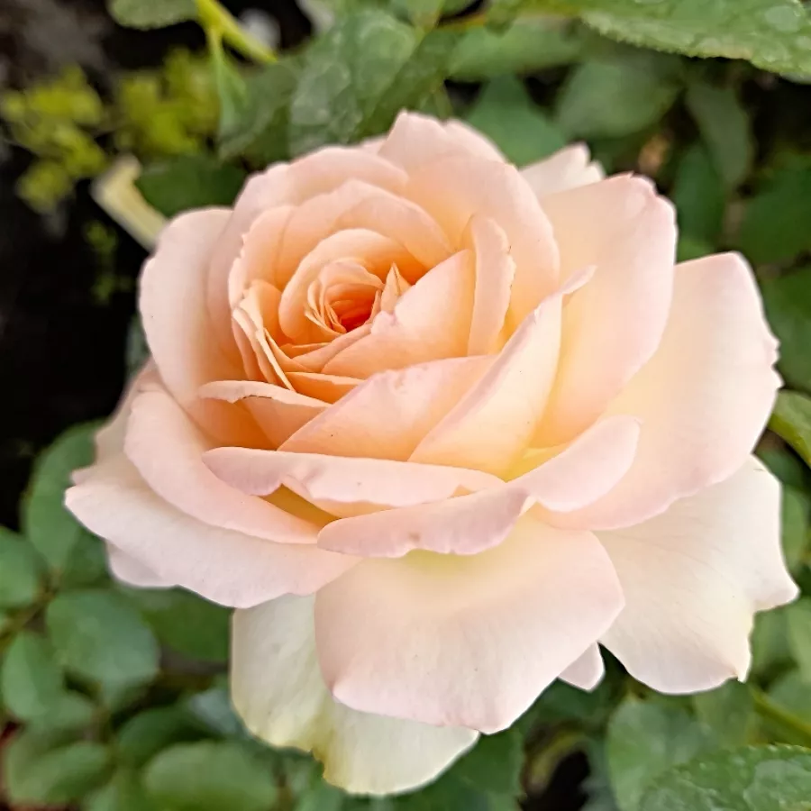 Rózsaszín - Rózsa - Sans Souci® - Online rózsa rendelés