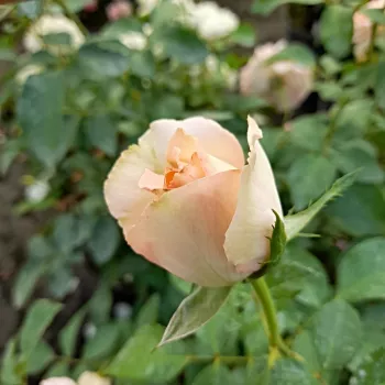 Rosa Sans Souci® - rózsaszín - virágágyi floribunda rózsa