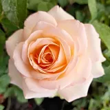 Rosales floribundas - rosa de fragancia moderadamente intensa - miel - rosa - Rosa Sans Souci®