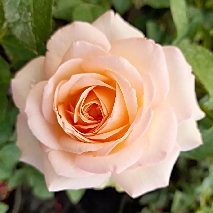 Zmerno intenziven vonj vrtnice - Roza - Sans Souci® - vrtnice online