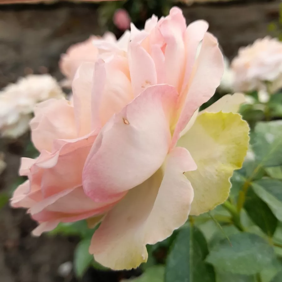 Virágágyi floribunda rózsa - Rózsa - Sans Souci® - kertészeti webáruház