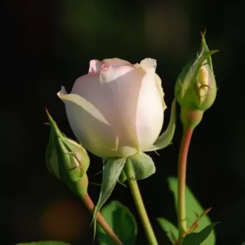 Rosa Sans Souci® - różowy - róża rabatowa floribunda