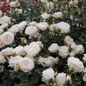Hellrosa - beetrose floribundarose - rose mit mäßigem duft - honigaroma