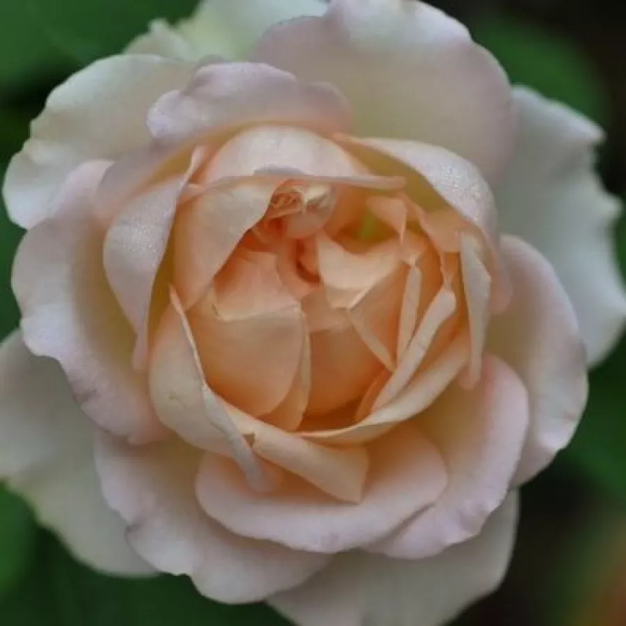 Anna Medici Barni - Róża - Sans Souci® - sadzonki róż sklep internetowy - online