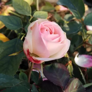 SUNI® – krémfehér-kármin virágágyi floribunda rózsa - Barni