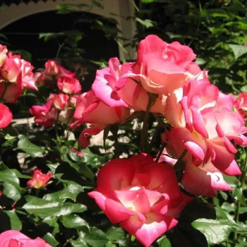 A szirmok külső fele mély kárminrózsaszín, belső felük lágy krémfehér árnyalatú. - virágágyi floribunda rózsa - közepes erősségű, jól érezhető illatú rózsa - üde karakterű