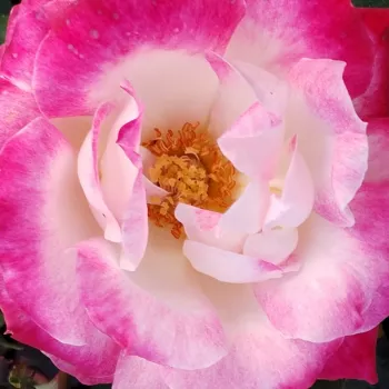 Rózsa kertészet - krémfehér–kármin - közepes erősségű, jól érezhető illatú rózsa - Suni® - virágágyi floribunda rózsa - (50-70 cm)