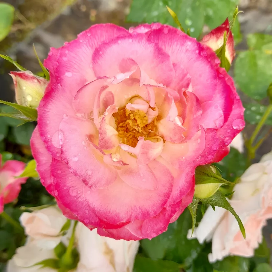 Weiß - rosa - Rosen - Suni® - rosen online kaufen