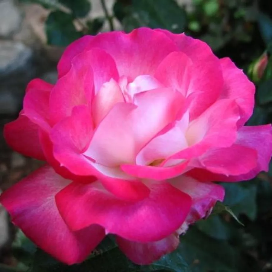 Vrtnica floribunda za cvetlično gredo - Roza - Suni® - vrtnice - proizvodnja in spletna prodaja sadik