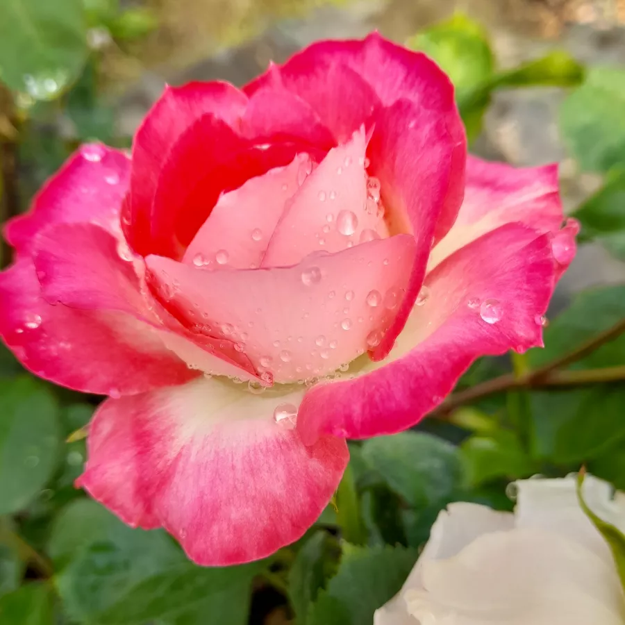 Fehér - rózsaszín - Rózsa - Suni® - online rózsa vásárlás