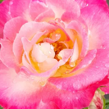 Rózsa rendelés online - virágágyi floribunda rózsa - diszkrét illatú rózsa - tea aromájú - Suni® - fehér - rózsaszín - (60-80 cm)
