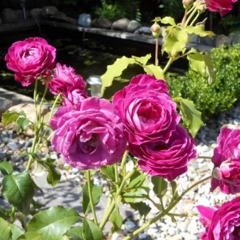 SCENT OF WOMAN® – sötétrózsaszín virágágyi floribunda rózsa - Barni