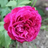 Ruža floribunda za gredice - ruža intenzivnog mirisa - aroma kupine - sadnice ruža - proizvodnja i prodaja sadnica - Rosa Scent of Woman® - ružičasta