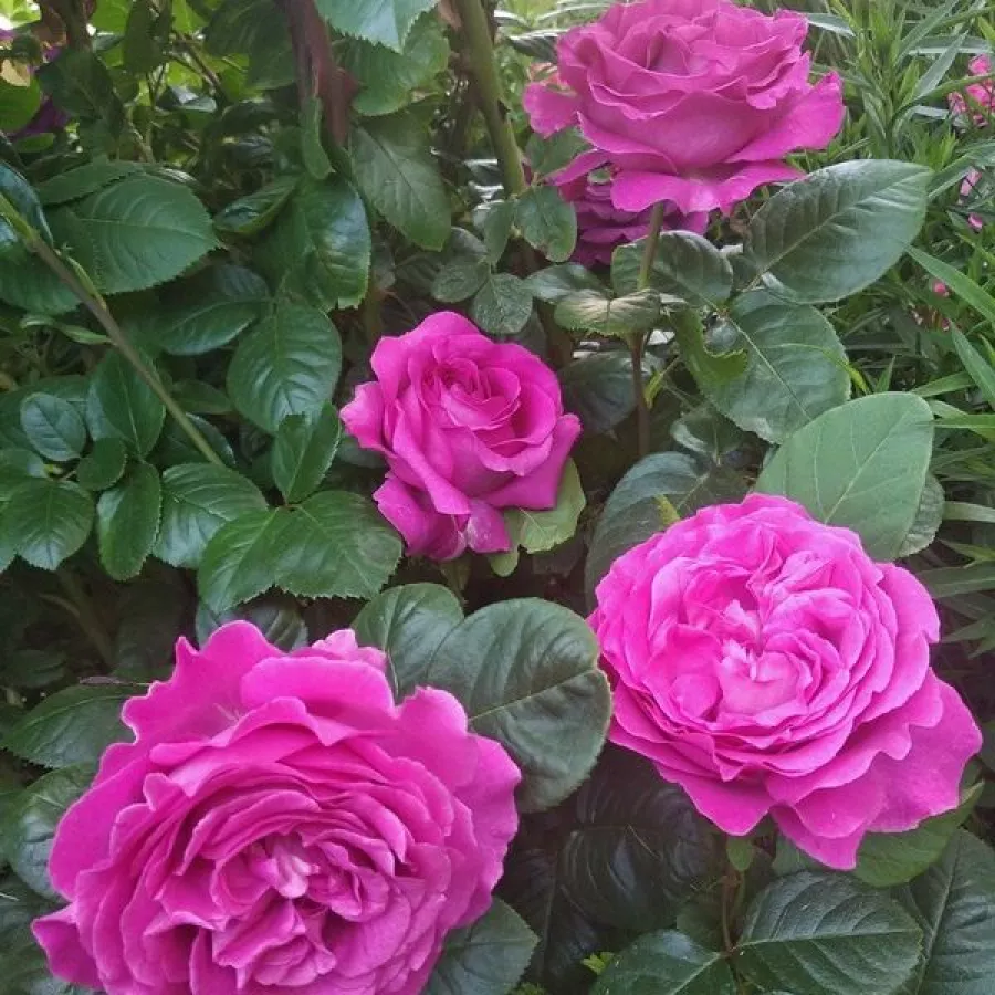 Vrtnica floribunda za cvetlično gredo - Roza - Scent of Woman® - vrtnice online