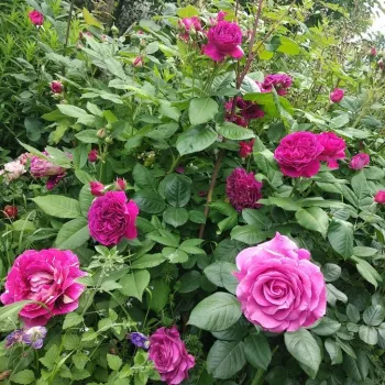 Sötétrózsaszín - virágágyi floribunda rózsa - intenzív illatú rózsa - málna aromájú
