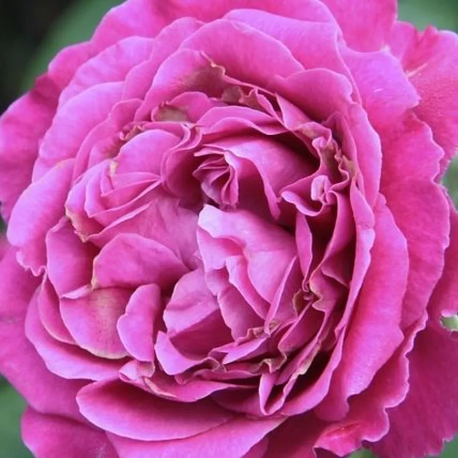 Gömbölyded - Rózsa - Scent of Woman® - online rózsa vásárlás