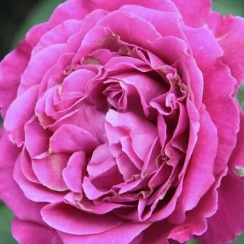 Rózsák webáruháza. - rózsaszín - Scent of Woman® - virágágyi floribunda rózsa - intenzív illatú rózsa - málna aromájú - (60-80 cm)