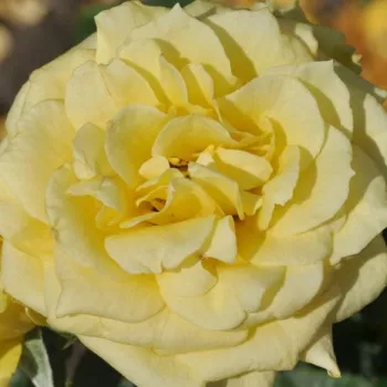 Rosenbestellung online - gelb - mittelstarke, gut wahrnehmbare duftrose - Baralight® - teehybride rose - (70-95 cm)