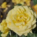 Teahibrid rózsa - nem illatos rózsa - kertészeti webáruház - Rosa Baralight® - sárga