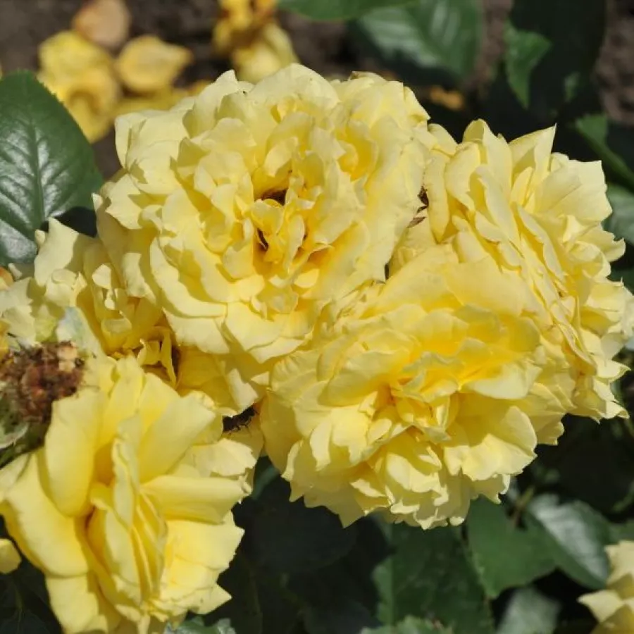 Vrtnice čajevke - Roza - Baralight® - vrtnice - proizvodnja in spletna prodaja sadik