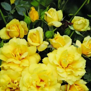 Amarillo vibrante - rosales híbridos de té   (60-80 cm)