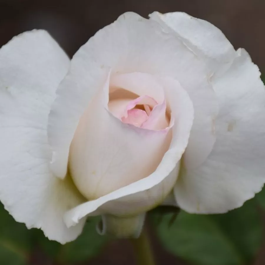 Bela - Roza - Baie des Anges® - vrtnice - proizvodnja in spletna prodaja sadik