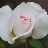 Hybrydowa róża herbaciana - róża o intensywnym zapachu - zapach róży stulistnej - sadzonki róż sklep internetowy - online - Rosa Baie des Anges® - biały