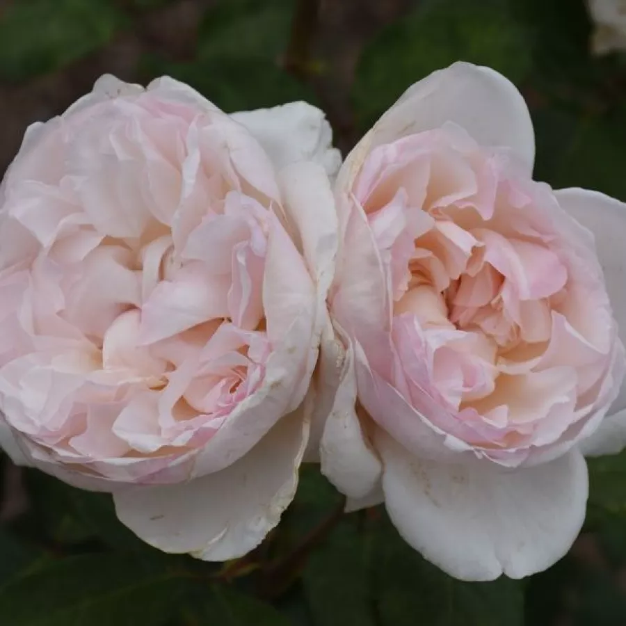 Hibridna čajevka - Ruža - Baie des Anges® - sadnice ruža - proizvodnja i prodaja sadnica