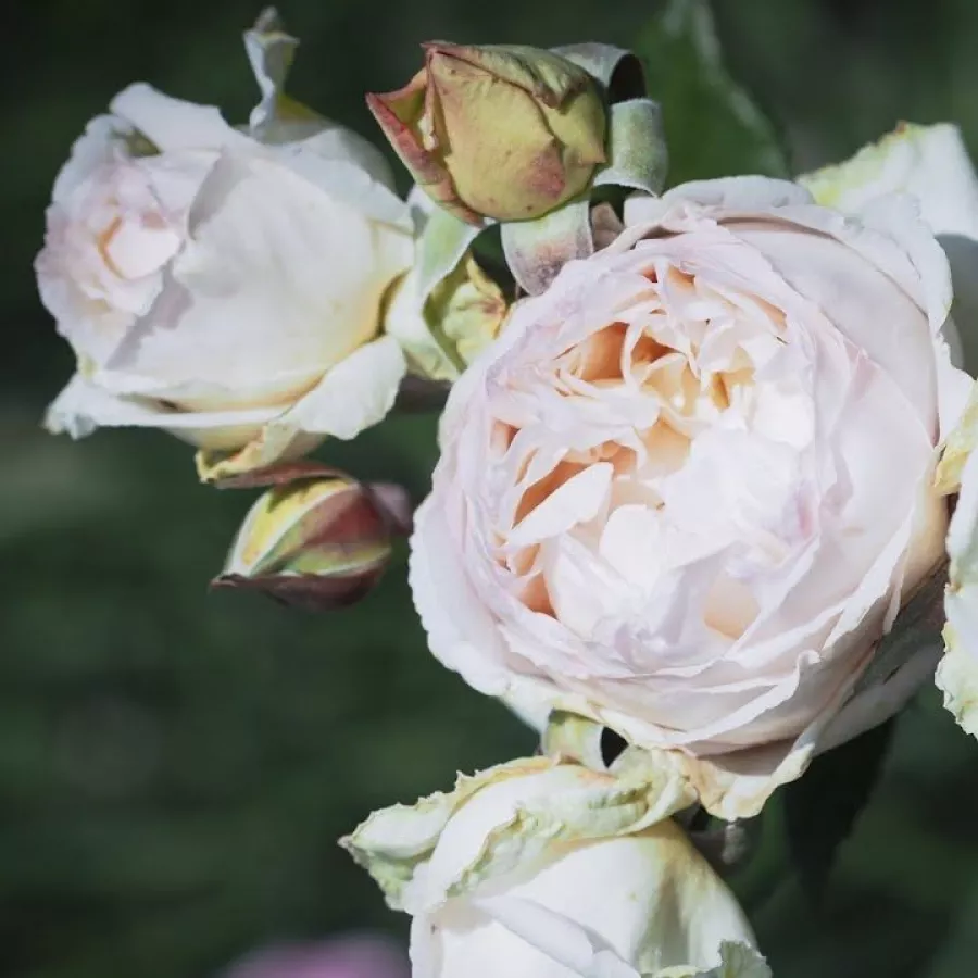 Fehér - Rózsa - Baie des Anges® - online rózsa vásárlás
