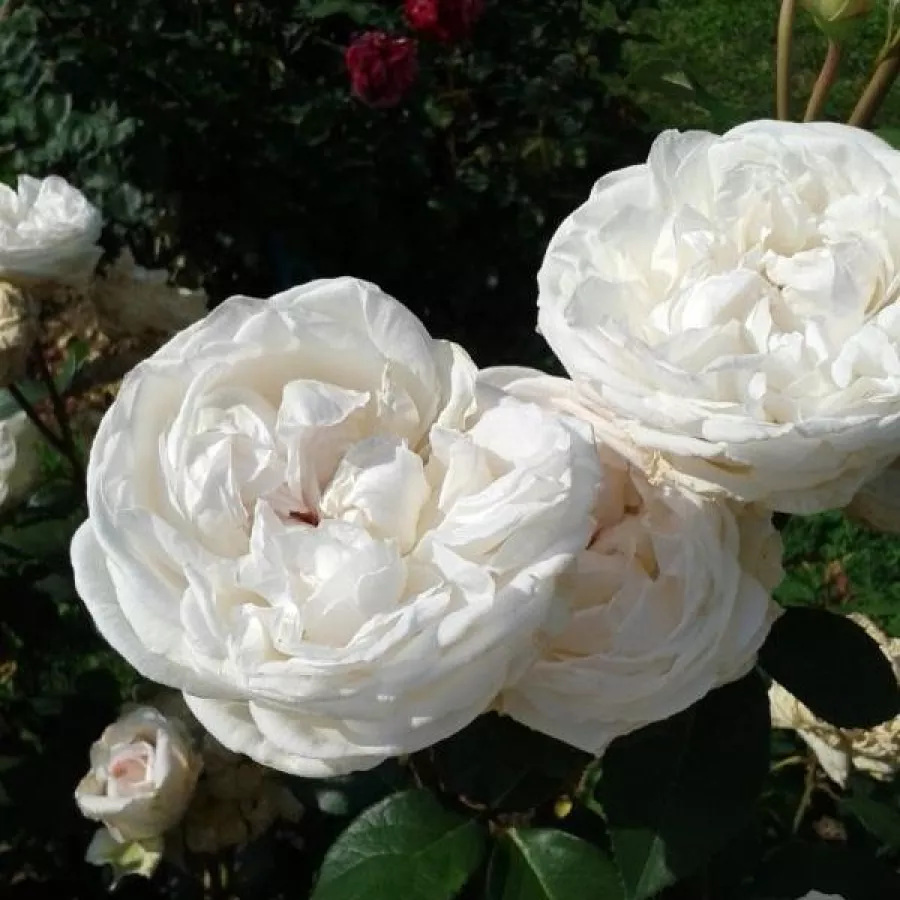 U kiticama - Ruža - Baie des Anges® - sadnice ruža - proizvodnja i prodaja sadnica