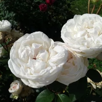 Bijela - hibridna čajevka - ruža intenzivnog mirisa - aroma centifolia