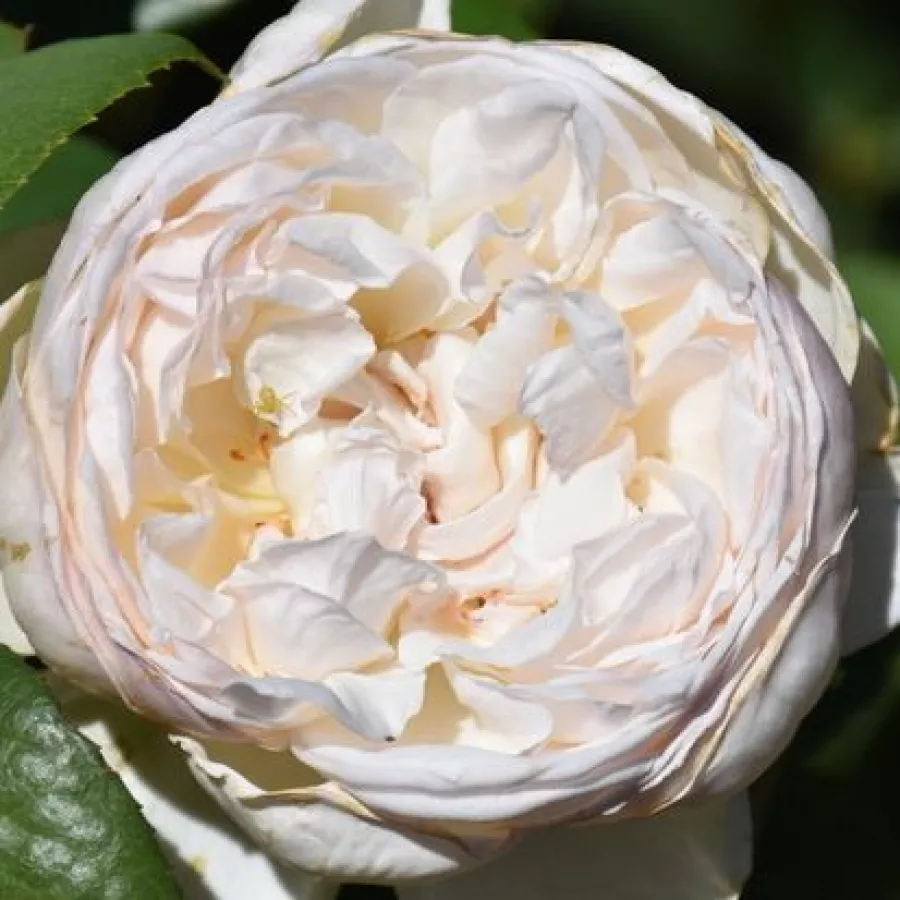 Gömbölyded - Rózsa - Baie des Anges® - online rózsa vásárlás