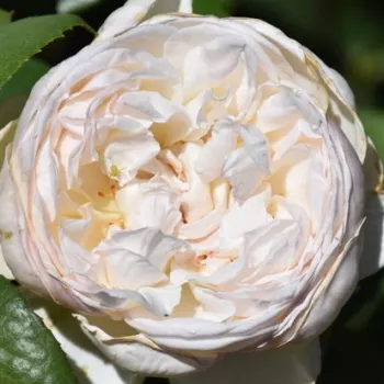 Online rózsa kertészet - fehér - teahibrid rózsa - intenzív illatú rózsa - centifólia aromájú - Baie des Anges® - (90-100 cm)