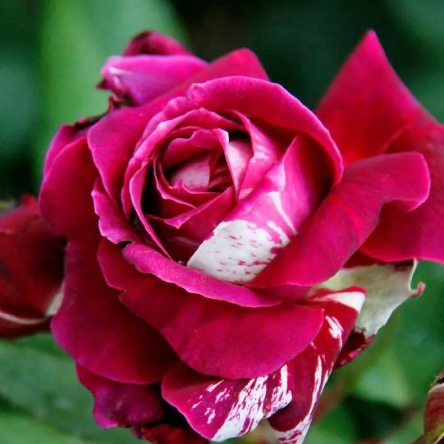 Rózsaszín - fehér - Rózsa - Barroma® - Online rózsa rendelés