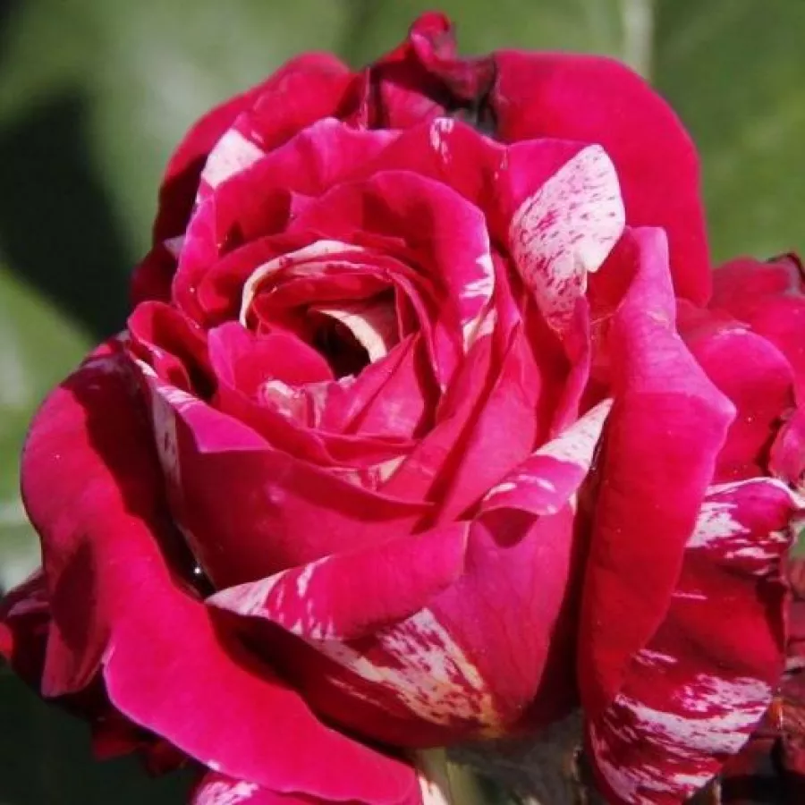 Rosa blanco - Rosa - Barroma® - rosal de pie alto