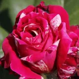 Rosa blanco - rosal de pie alto - as - Rosa Barroma® - rosa de fragancia discreta - damasco