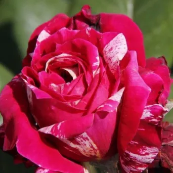 Rosa Barroma® - rózsaszín - fehér - as