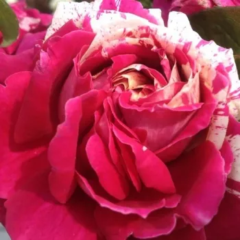 Online rózsa vásárlás - rózsaszín - fehér - as - Barroma® - diszkrét illatú rózsa - damaszkuszi aromájú