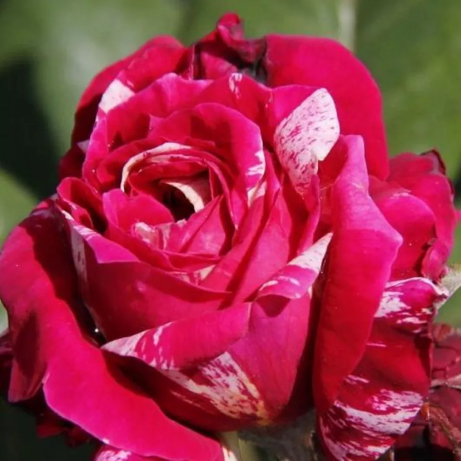 Kroglasta - Roza - Barroma® - vrtnice online