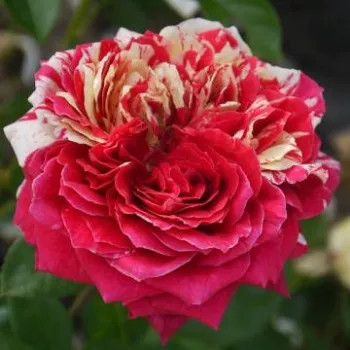 Ružičasto - bijela prugasta - hibridna čajevka - ruža diskretnog mirisa - damaščanska aroma
