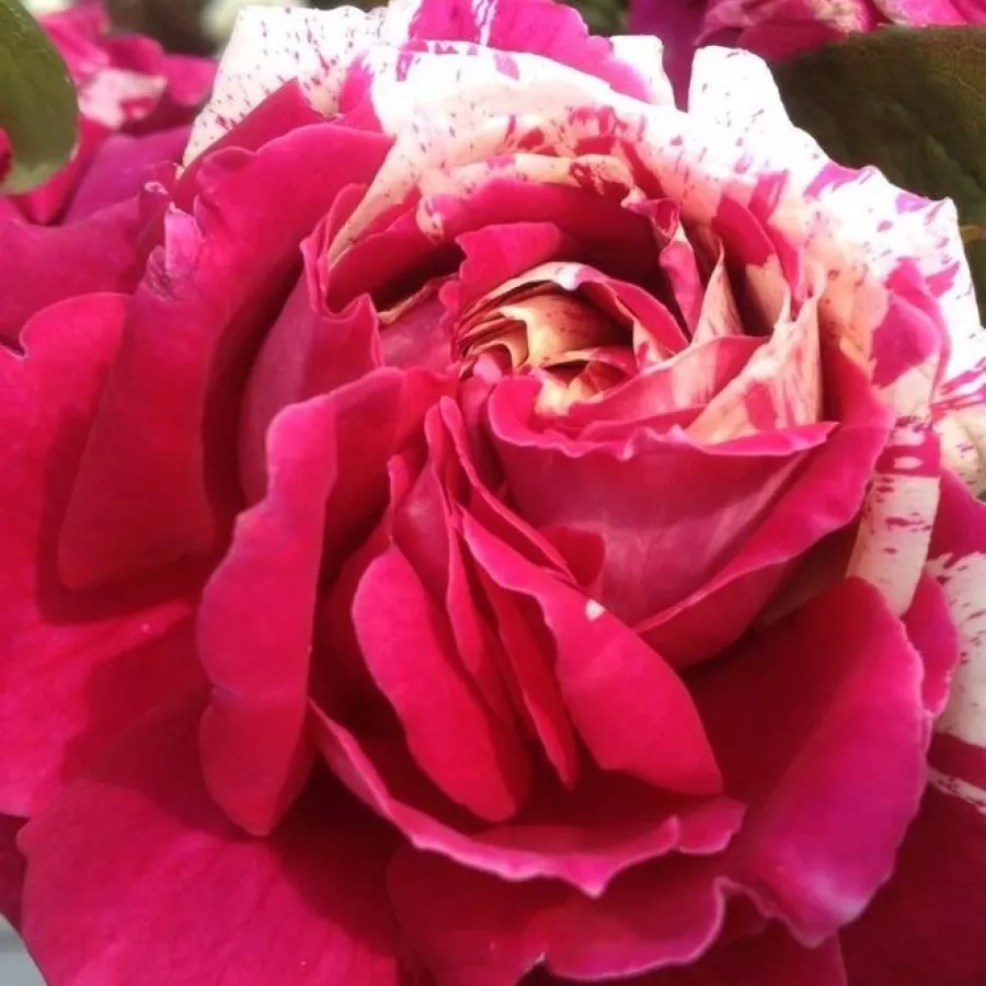 Gömbölyded - Rózsa - Barroma® - online rózsa vásárlás