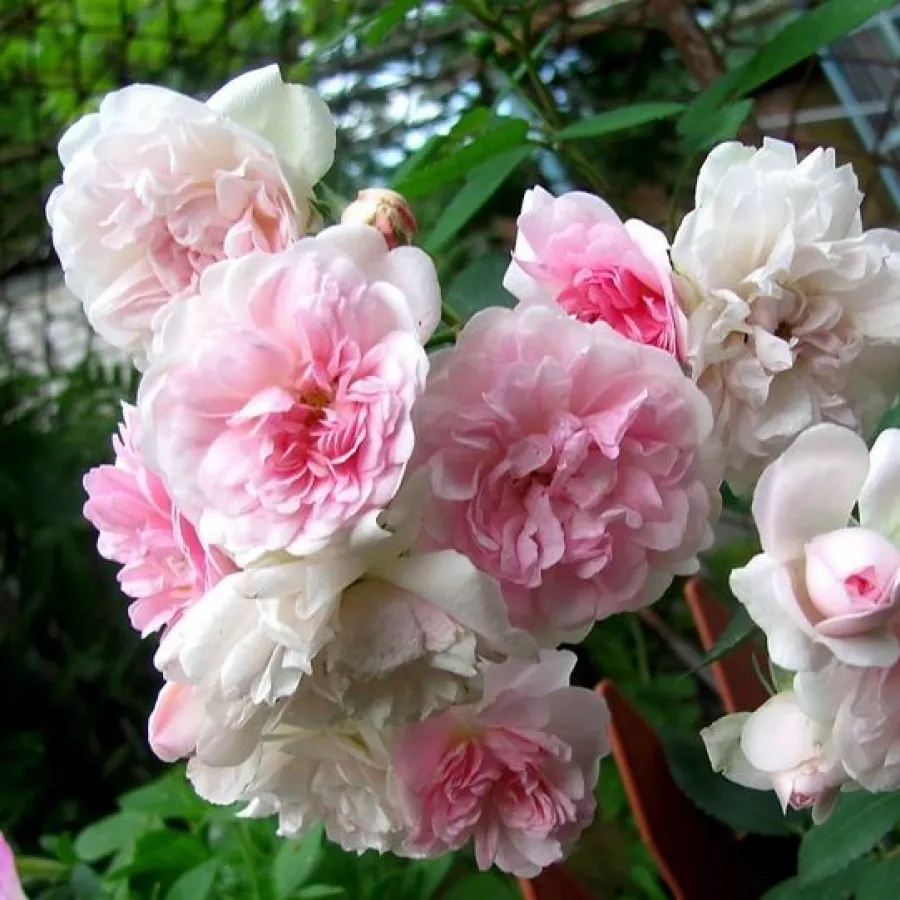 Rózsaszín - Rózsa - Belle de Sardaigne™ - Online rózsa rendelés
