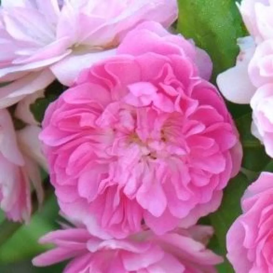 Różowy - Róża - Belle de Sardaigne™ - 